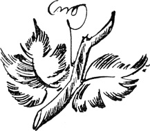 Va40